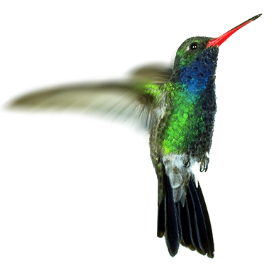 silvesta colibri